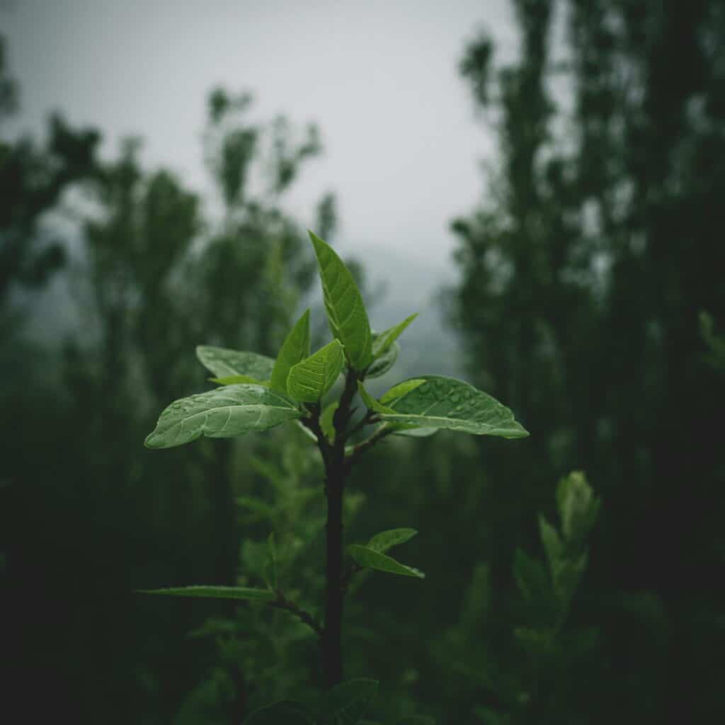 Les Français et la biodiversité – Vague 2024